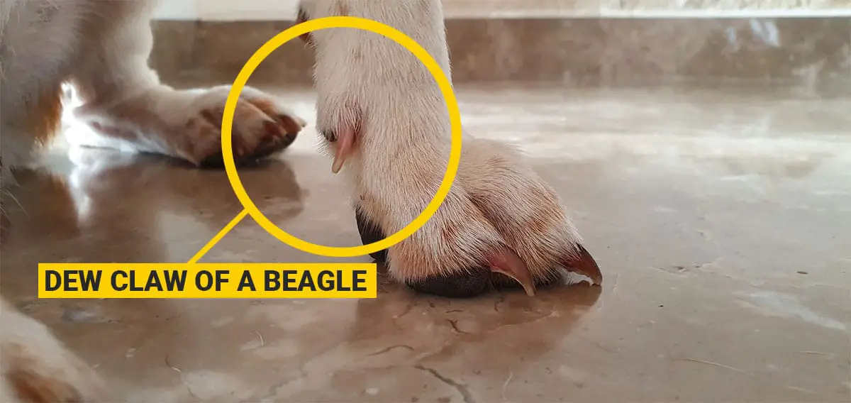 Beagle's dewclaw