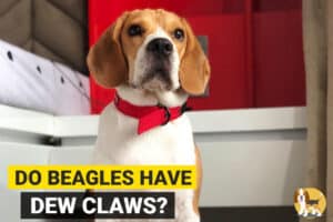 Do Beagles have Dewclaws