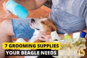 Best Grooming supplies for your beagle