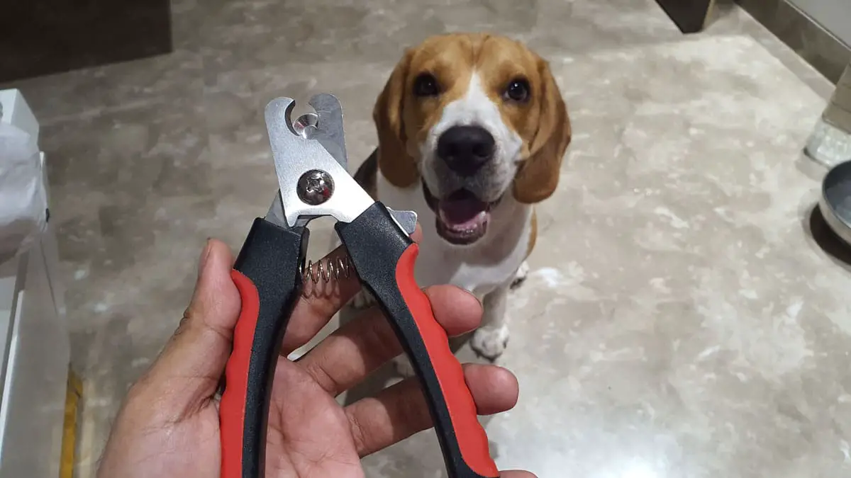 Nail Trimmer of a beagle