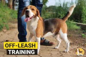 beagle walking off leash