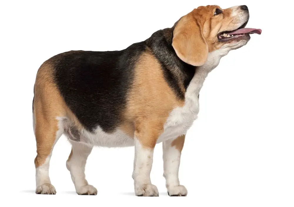 an overweight beagle standing