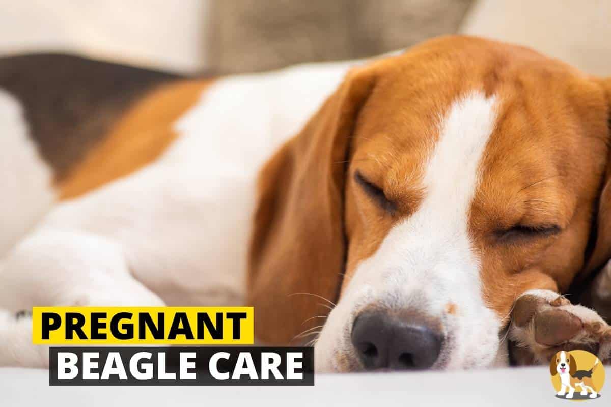 Pregnant Beagle Care