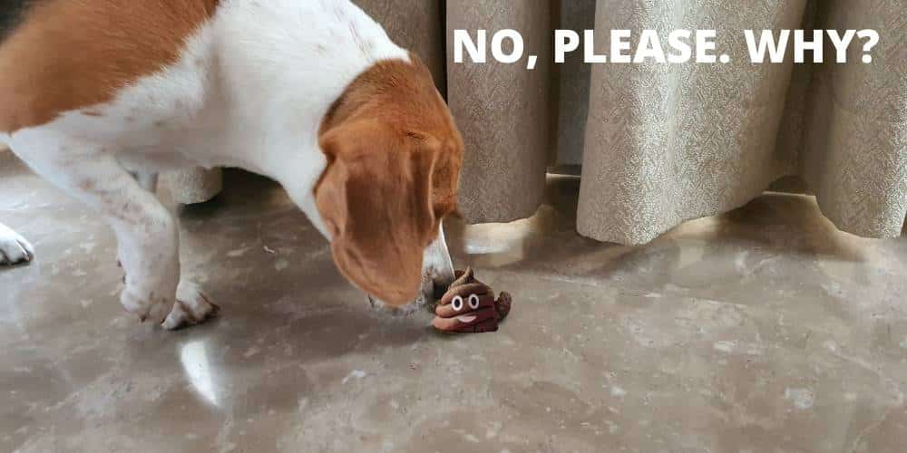 Beagle puppy trying to eat his poop