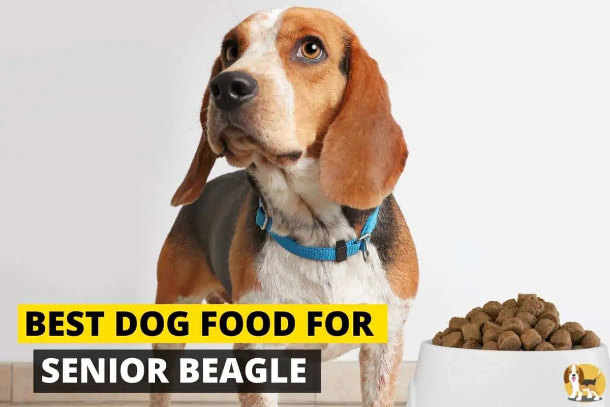 5 Best Dog Foods for Senior Beagle | Beagle Care