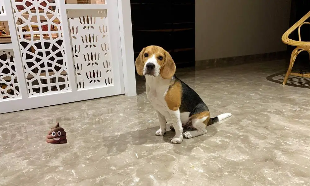 stop your beagle puppy from eating poop