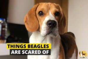 Scared beagle