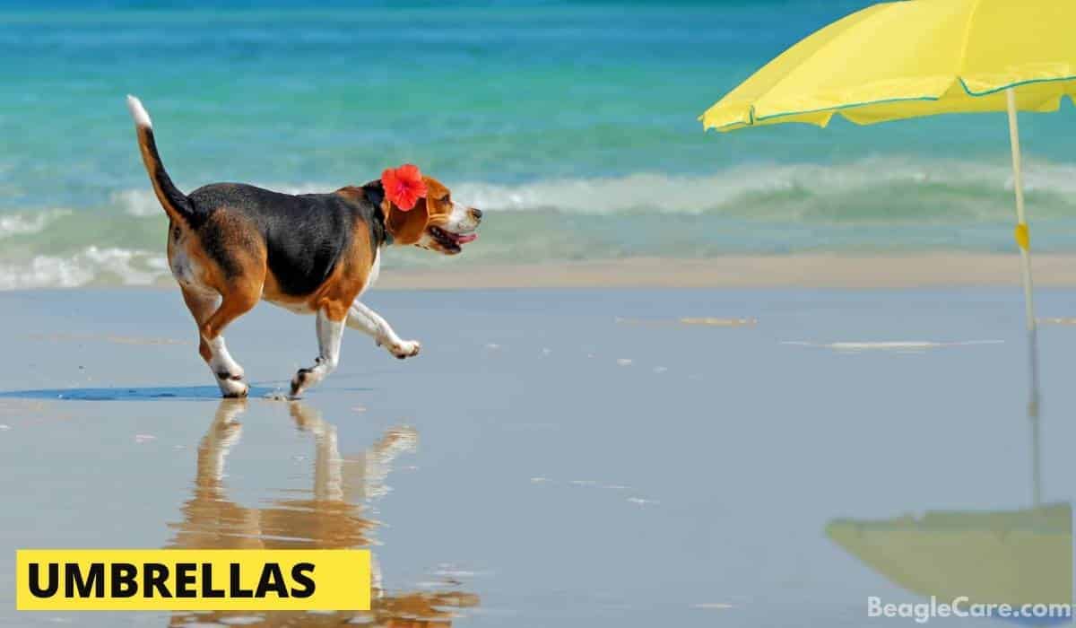 beagle scared of umbrella