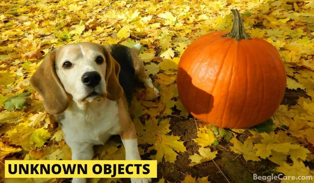 beagle with a pumpkin