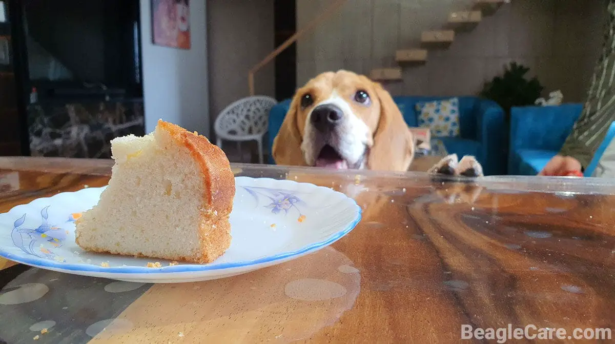 picky beagle looking at cake