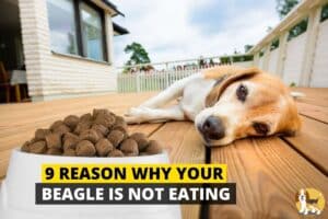 Beagle not eating food
