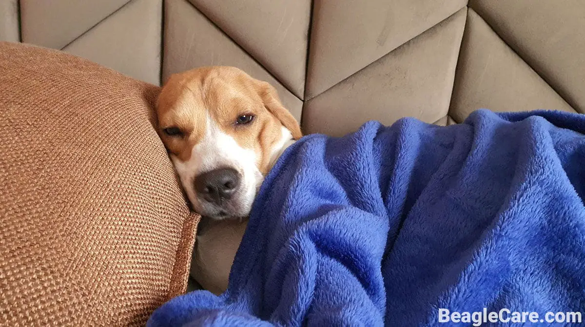 9 Possible Reasons Why Your Beagle Won't Eat Beagle Care
