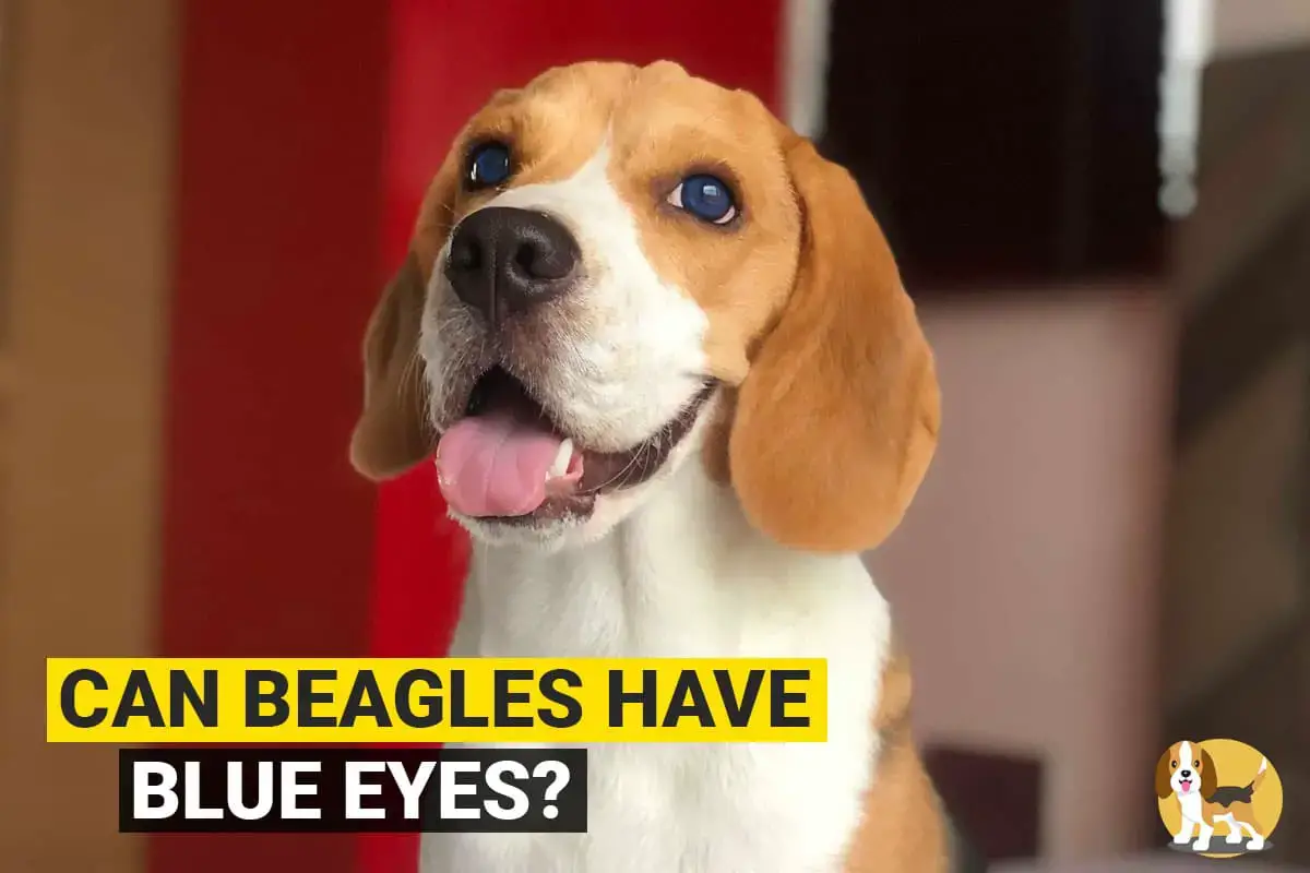 do beagles have pink noses