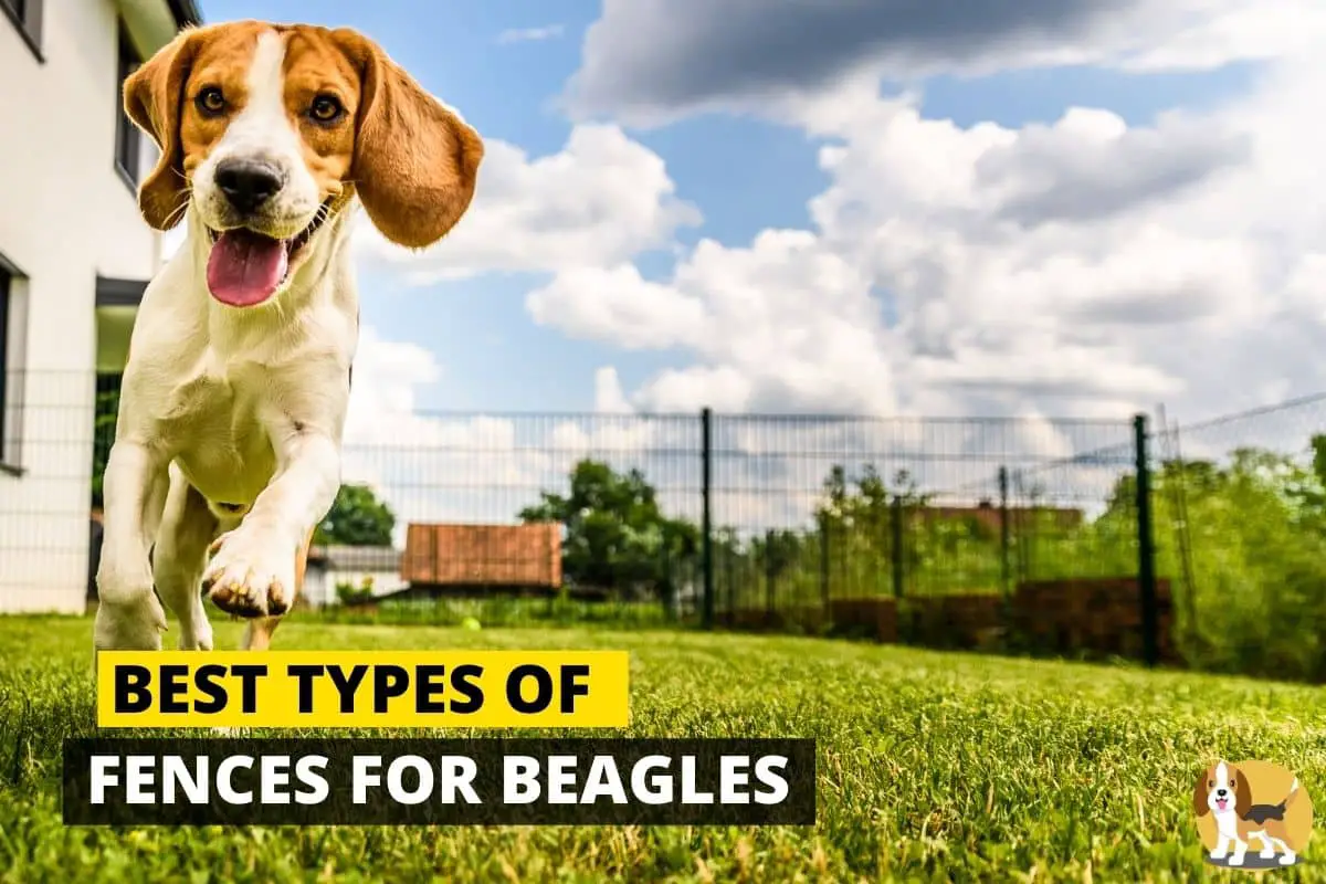 Beagle running in a fenced backyard