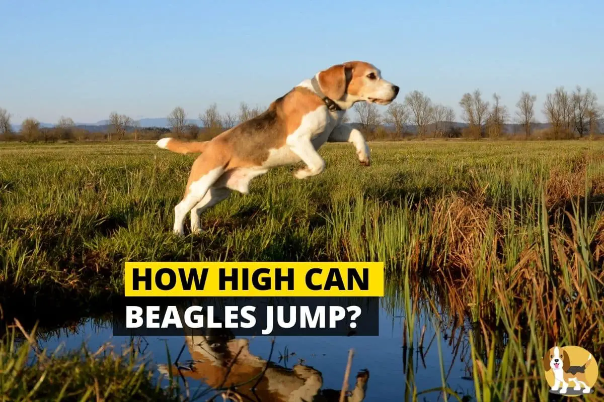 Beagle jumping high