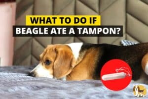 Beagle ate a used tampon