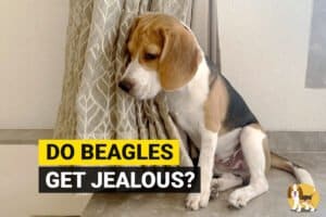 Beagle getting jealous