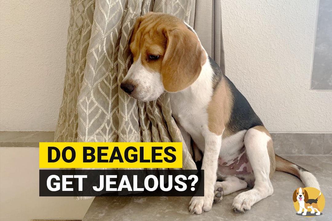 Beagle getting jealous