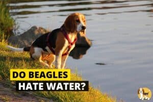 Beagle standing next to water