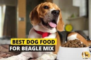 Dog food for beagle Mix