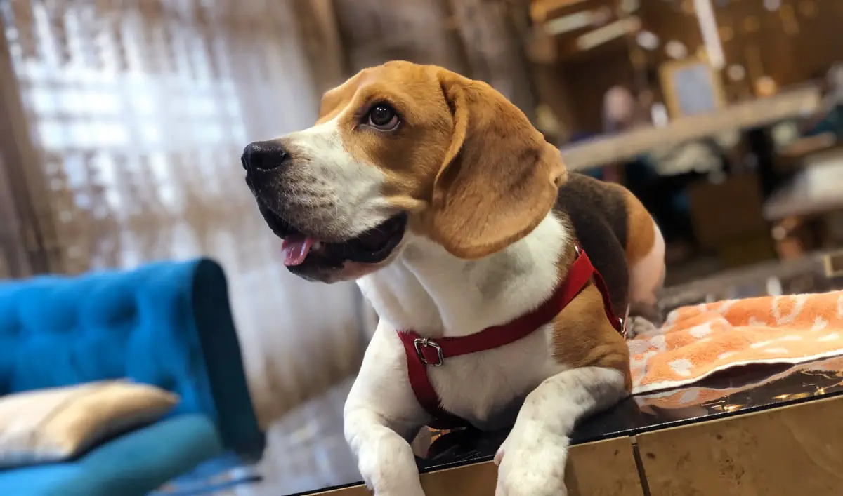 Beagle sitting on a table