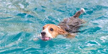 are beagles good swimmers