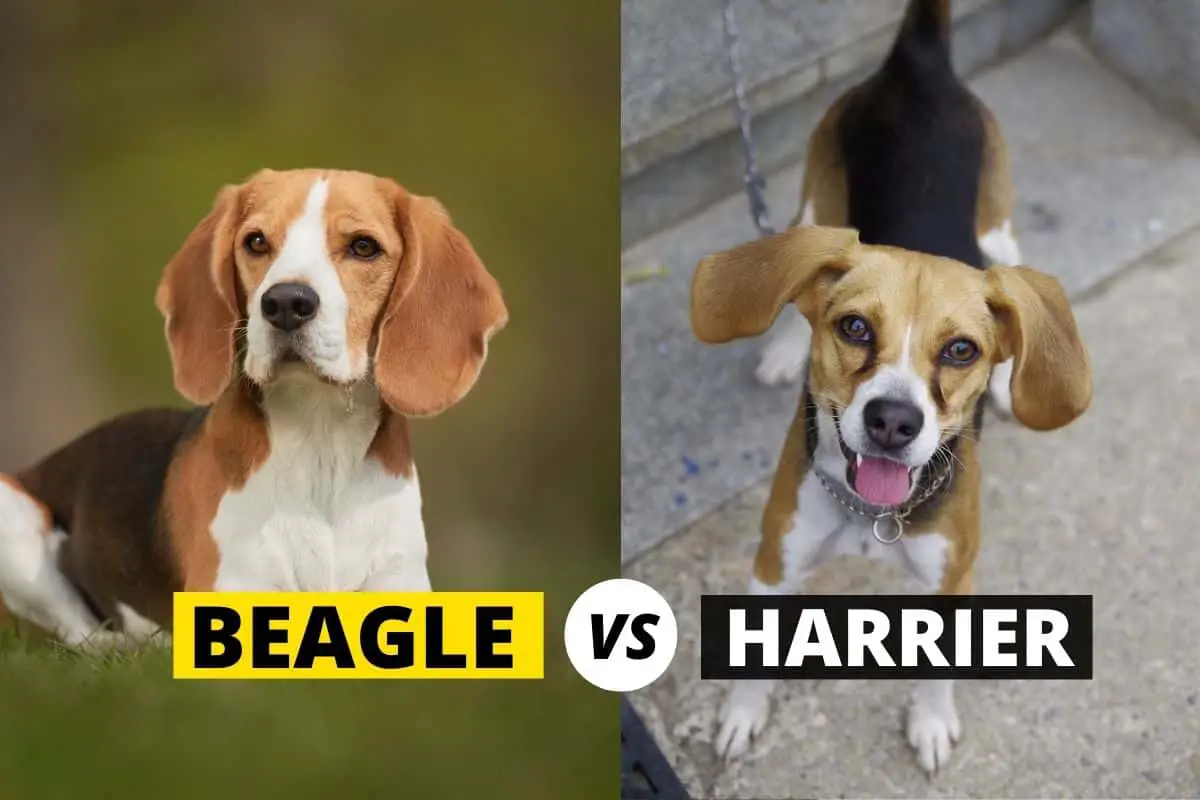 beagle vs harrier
