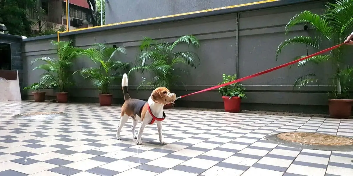beagle wearing muzzle