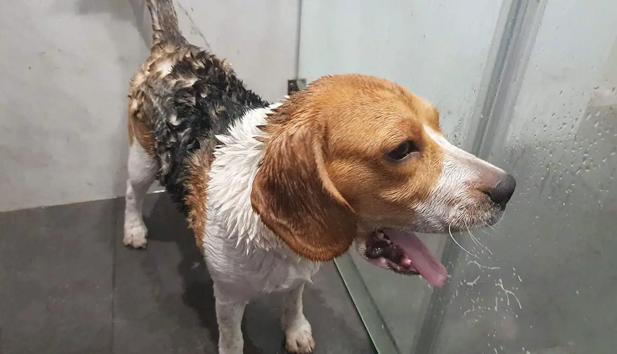 Beagle yawning while grooming