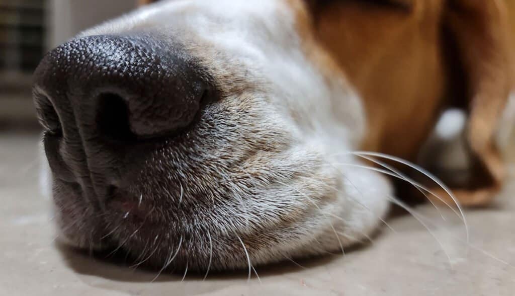 Do Beagle Have Whiskers? | Beagle Care