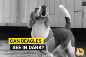 Beagle standing in dark