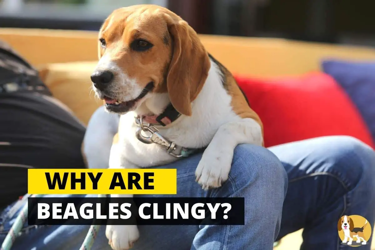 Beagle being clingy