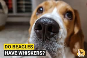 do beagles have whiskers