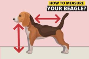 Measuring a beagle