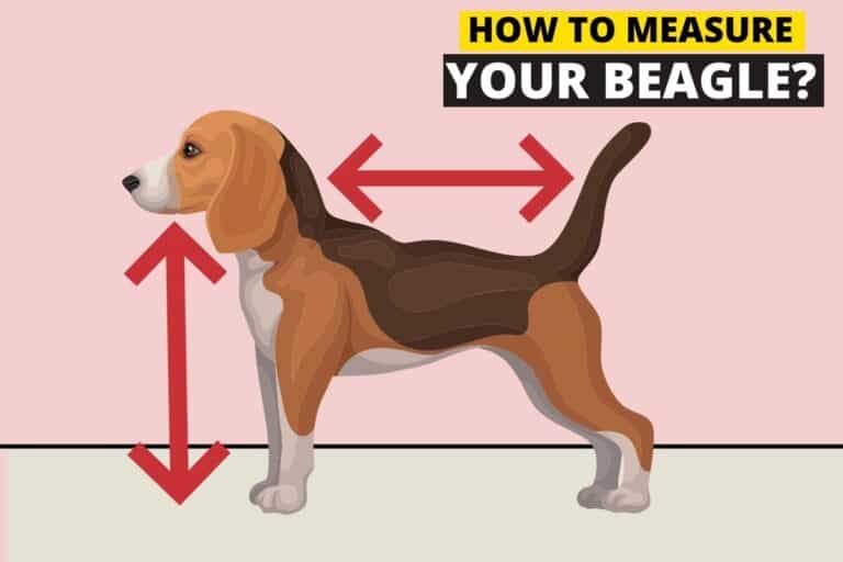 How to Measure a Beagle's Height (in 5 Steps) Beagle Care