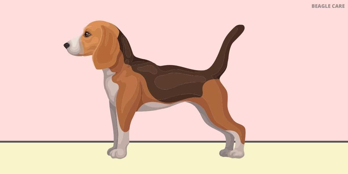 Beagle standing straight