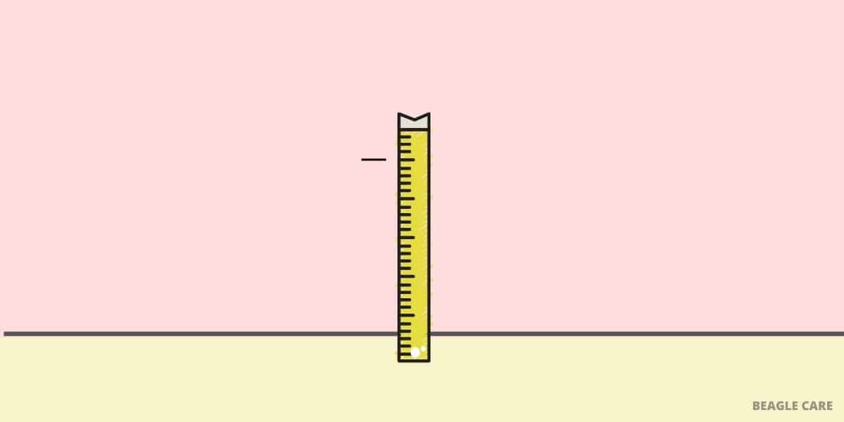 measure the height of your beagle