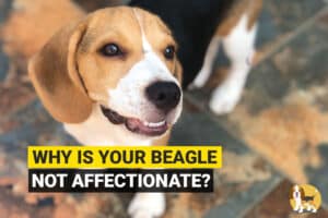 beagle not affectionate toward owners