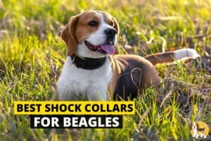 beagle wearing a shock collar