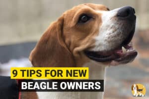 Tips for beagle owners