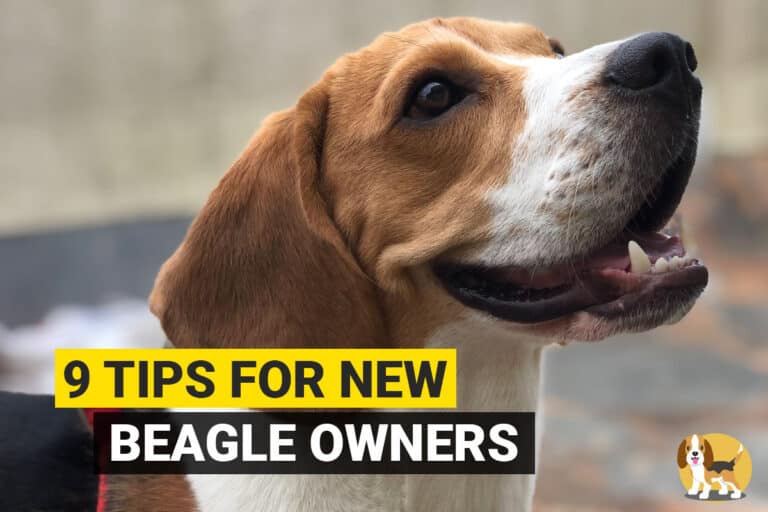 9 Important Tips for First Time Beagle Owners - Beagle Care