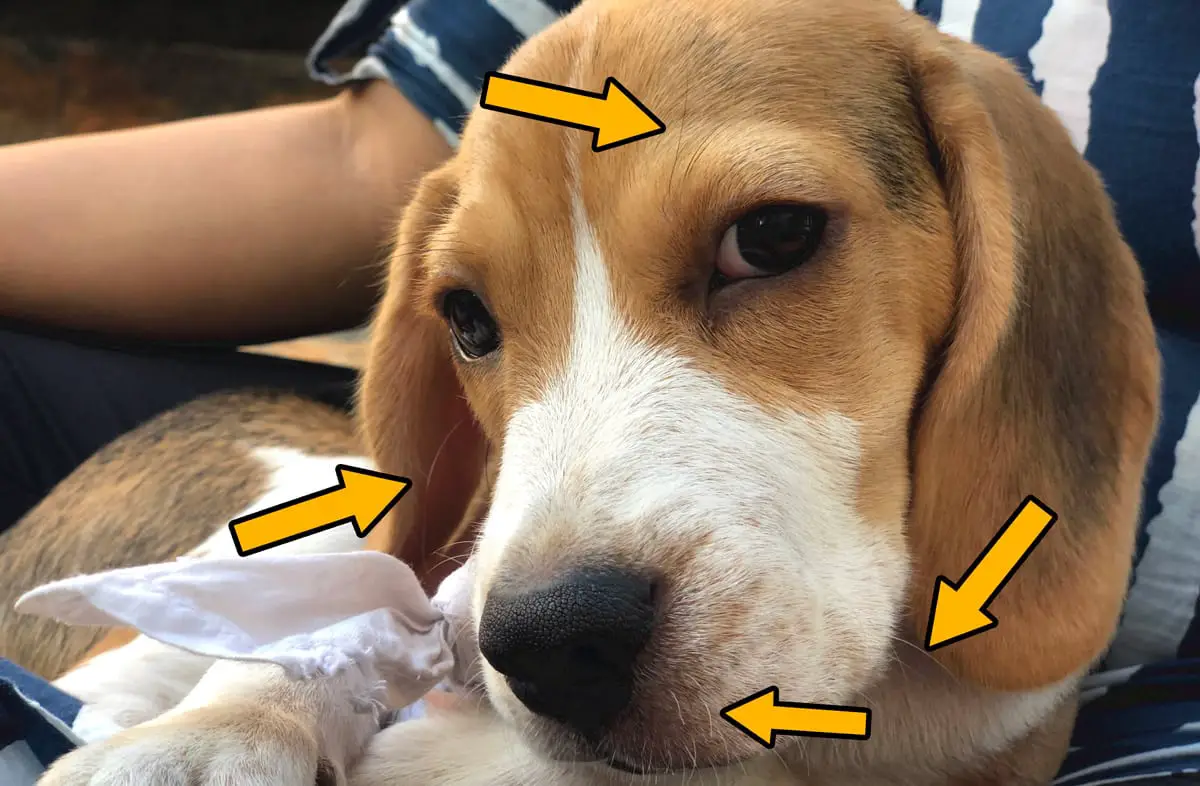 Whiskers of beagle