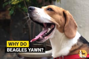 a beagle yawning