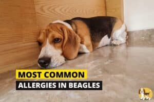 common beagle allergies