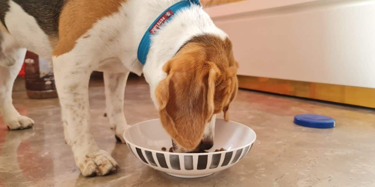 beagle eating food