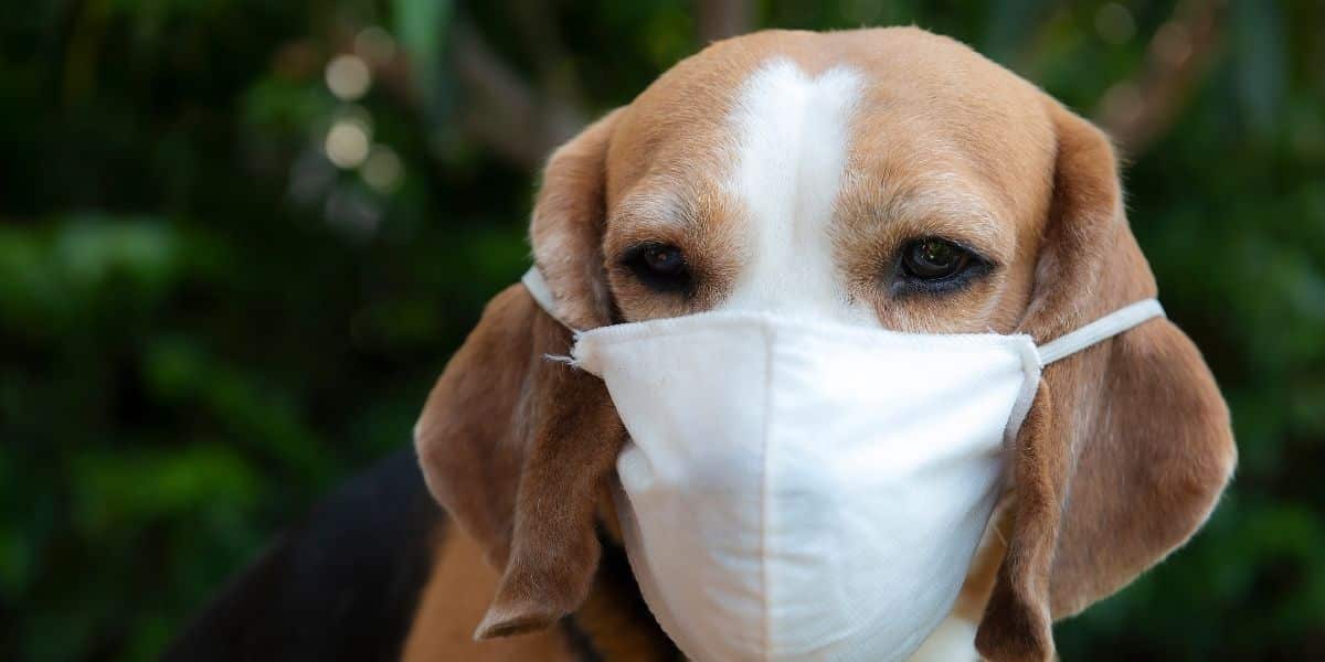 Beagle allergy