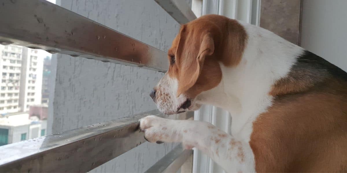 beagle looking out