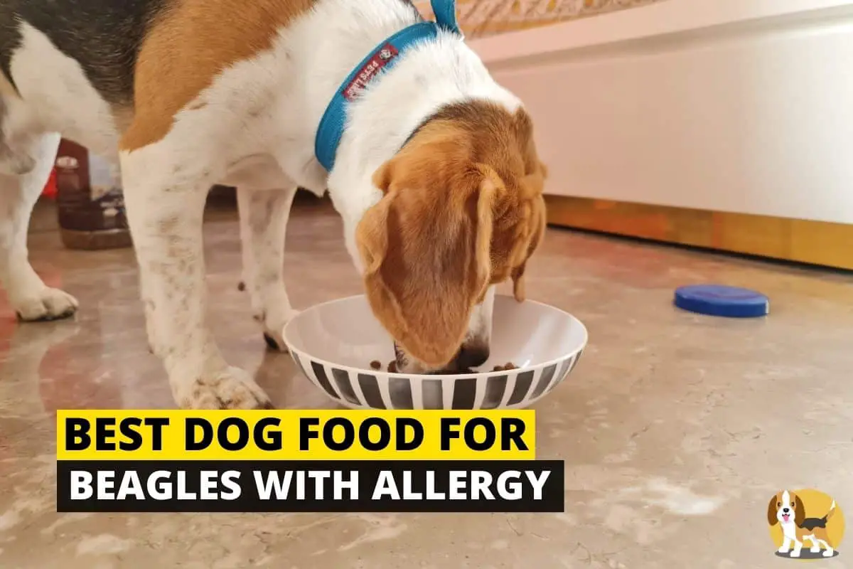 beagle with allergy