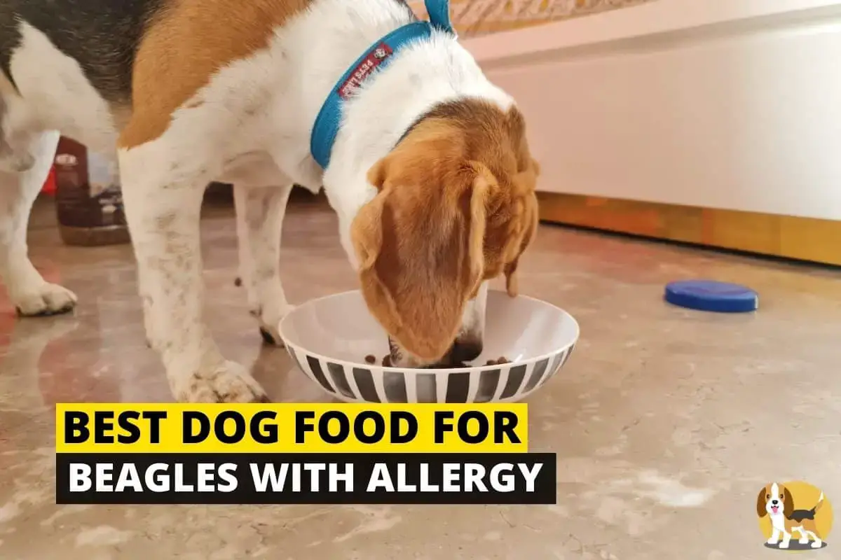 which acana dog food is best for allergies