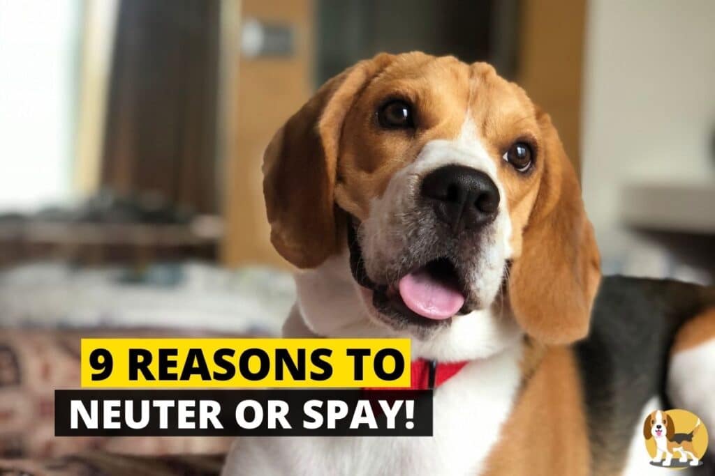 9 Reason to Neuter or Spay your Beagle Beagle Care
